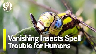Vanishing Insects Spell Trouble for Humans