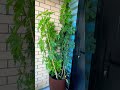 Cutting😢😢tall Schefflera #viral #trending #care #plant#pruning #satisfying