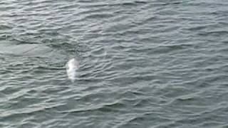 preview picture of video 'Big Striper on Lake Nottley'