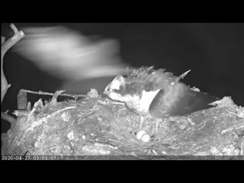 Blink and you'll miss it - owl attack on Aila the Loch Arkaig Osprey in real-time 27 Apr 2020