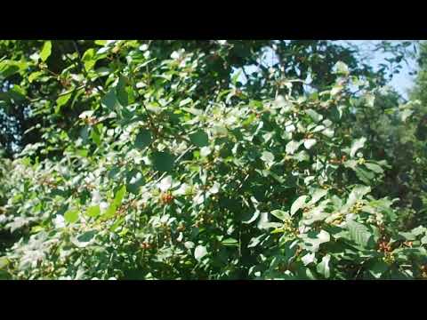 kruszyna - najlepsza roślina miododajna Polski - część 2