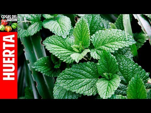 Cómo reproducir menta y hierbabuena en 10 pasos