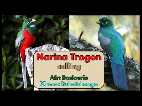 Narina Trogon calling