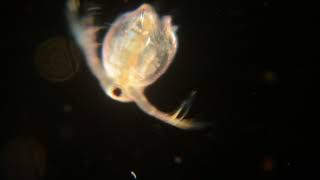 Daphnia