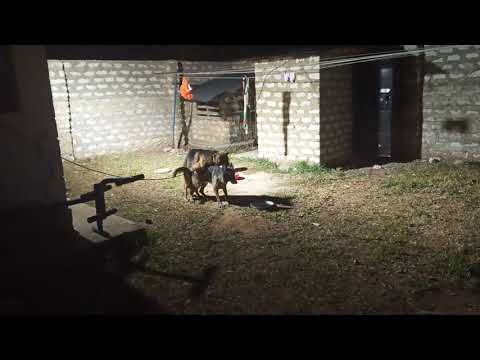 German Shepherd dogs mating