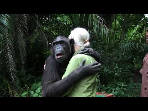 Dr. Jane Goodall neem gerehabiliteerde sjimpansee terug na habitat