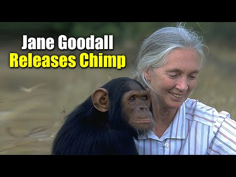 Dr. Jane Goodall neem gerehabiliteerde sjimpansee terug na habitat