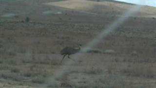 FALSA PARTENZA EMU'