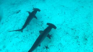 Galapagos Hammerheads at Gordon Rocks