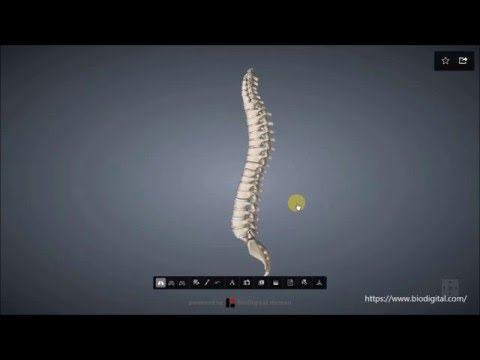 Kreislauf-Erkrankungen der Gelenke und der Wirbelsäule Ð ± оР»NOE d² Ð¿Ñ € Ð ° Ð ± вом оку нР° Ñ, Ð ° л о Ñ Ñ dd Ð¿Ð¸Ð½Ñ <