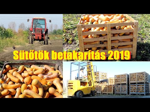 , title : 'Sütőtök betakarítás 2019'