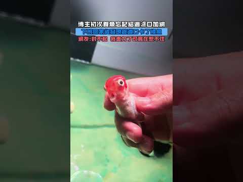 博主初次養魚忘記給過濾口加網!下班回家後發現管道口卡了條魚!網友：對不起，我盡力了可實在憋不住！ #大熱門 #熱門
