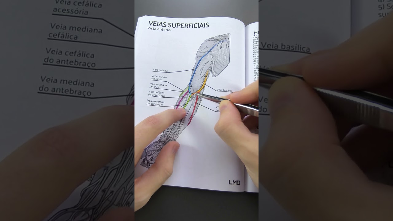 Lições de anatomia: Membro superior (veias 2)