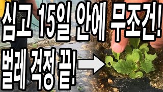 김장배추 김장무 심고 15일 안에 이것 뿌리면 벌레 걱정 끝! 이것 해야 벌레 걱정 안합니다!
