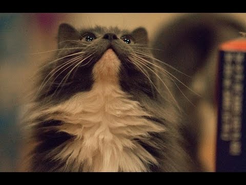 iPhone 6 Plus Slo-Mo Cat Yawn Demon Scary