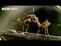 2 Hours Of Breathtaking Wildlife Scenes Narrated By David Attenborough BBC Earth