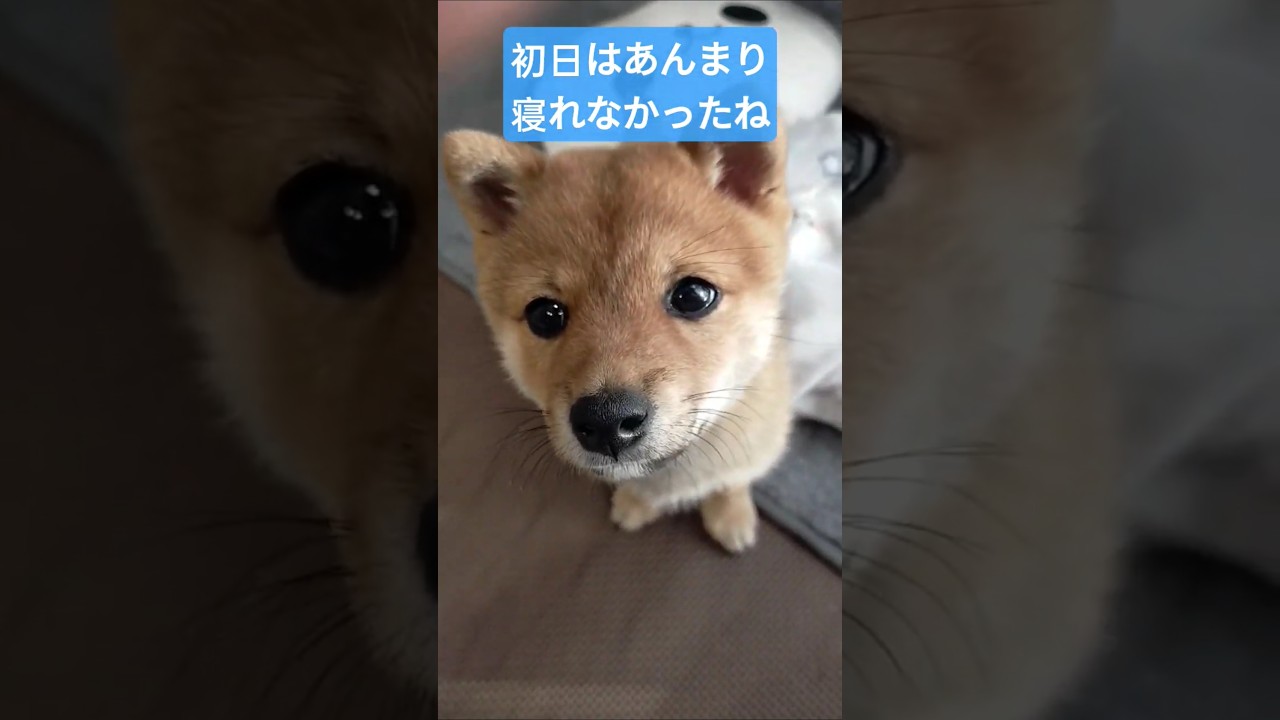 【豆柴】お迎え初日はあまり寝れなかったね #shortvideo#柴犬#豆柴#shorts#shiba#子犬#dog