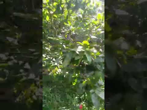 vườn mai vân anh