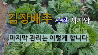 김장배추 수확 시기와 마지막 관리는 이렇게 합니다. #김장배추 마지막 관리.