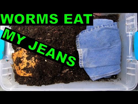 Worm composting experiment- New - Eat my Jeans