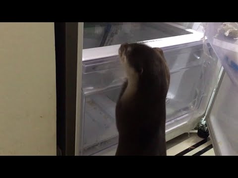 Домашняя выдра хозяйничает в холодильнике