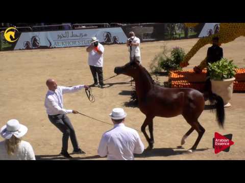 N.21 KAREEMAH ALBIDAYER - MENTON 2017 - Yearling Fillies (Class 1B)