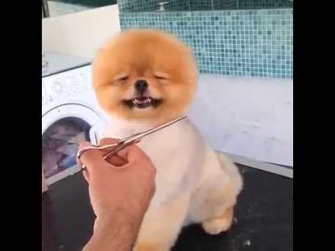 Video af verdens gladeste hund frisøren | Woman.dk
