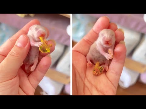 #12 Die besten Videos 2025 || ✪ Stern DuTube