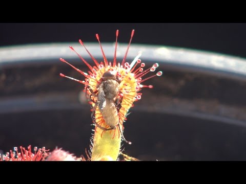 Meat eating plant eats insect!