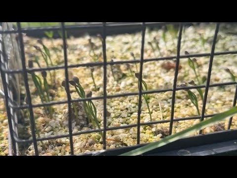 Growing bonsai for free (Japanese black pine edition)