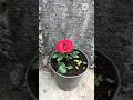 How to propagate roses from cuttings || Rose Plant growing tips #roses #shorts