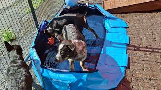 Video preview image #1 Mutt Puppy For Sale in Sebec, ME, USA