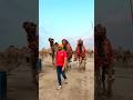 CAMEL ATTACK Camel Attack Shorts Youtubeshorts