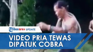 Viral! Video Detik-detik Pria Tewas Digigit Ular Kobra saat Sedang Beraksi di Kalimantan Barat