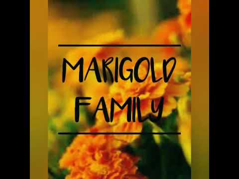 Flowers Day Celebration@Najmul Huda Hss.Kavathikalam (Marigold Group)