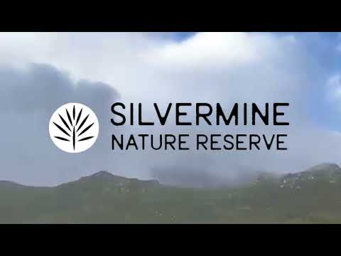 SILVERMINE INFOMOTION DANIELLE