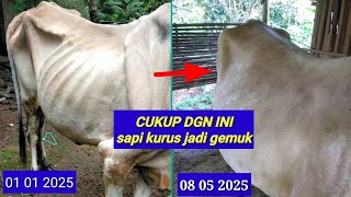 Download lagu Cukup perbanyak dan perbaiki ini dijamin sapi kurus jadi gemuk mp3