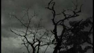 P67k - Ambient Fields (2009 - low quality)