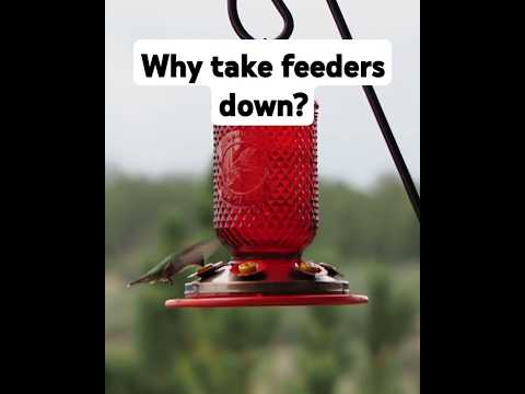 3 Reasons to Take Down Hummingbird Feeders by mid-October