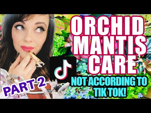 TIK TOK GOT IT WRONG!!! – CORRECT ORCHID MANTIS CARE - PART 2