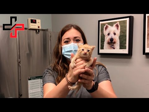 Kitten with Spinal Injury Saved!