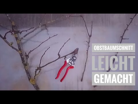 Obstbaumschnitt leicht gemacht