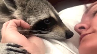 This raccoon thinks I'm her mommy