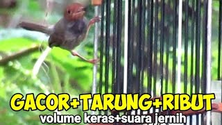 Download lagu MP3 Prenjak Tamu Gacor Ribut Tarung mp3 Download lagu MP3 Prenjak Tamu Gacor Ribut Tarung mp3