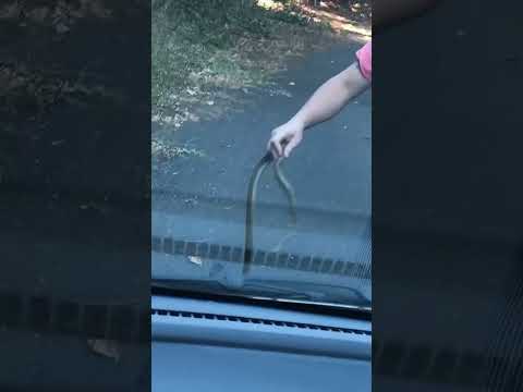 ヘビに対して漂白剤を使用する:「はい」または「いいえ」?  庭園