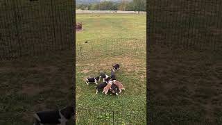 Beagle Puppies Videos