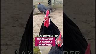 Download lagu Battle of the crowing roosters! With 17 different, fancy chicken breeds #rooster #backyardchickens mp3