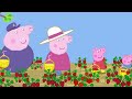 Peppa Pig Picks Strawberries