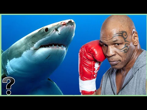 What If MIke Tyson Fought A Shark?