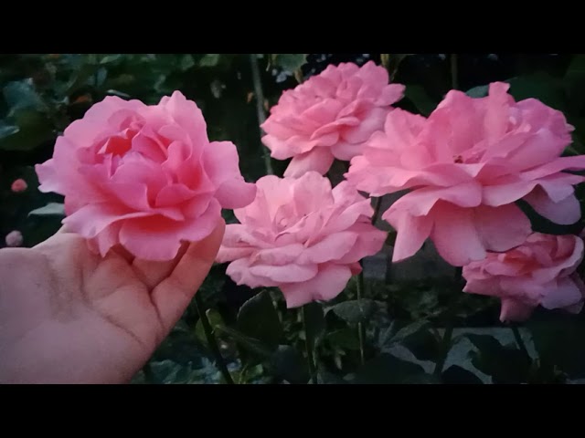 Роза моего сада! Квин Элизабет.